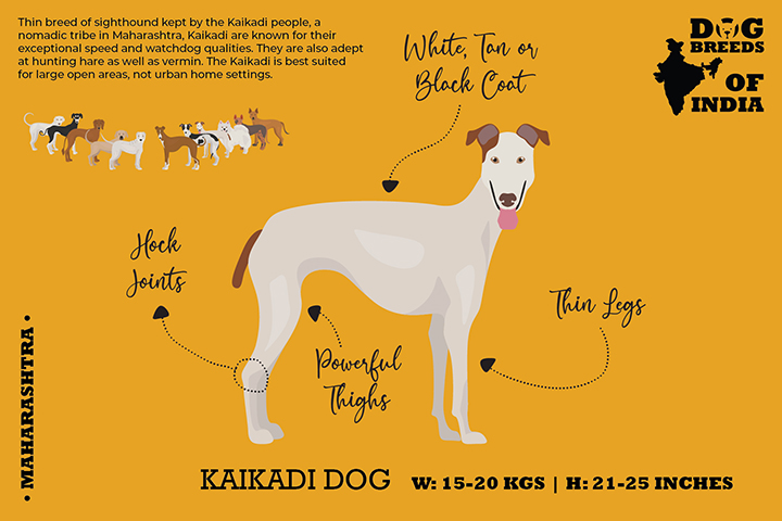 Indian Dog Dog For Kind Home Indian Mastiff Indian Climate Which