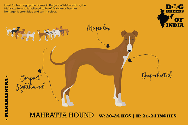 Coat Colors Mahratta Greyhound DOG BREEDS OF INDIA 12 CARDS