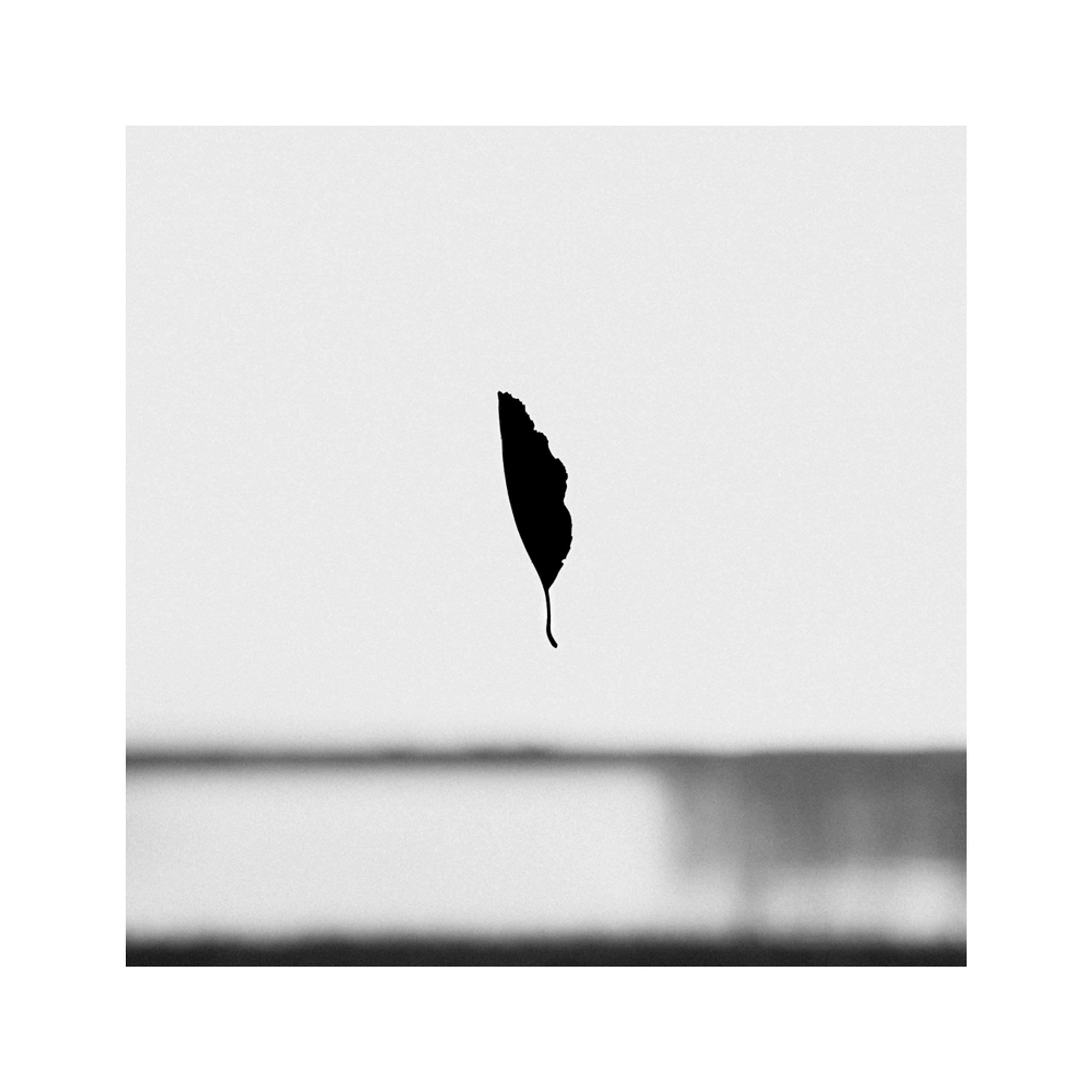 Samotny liść na tle jeziora – czarno-białe zdjęcie, Fine Art, edycja limitowana 30x30cm