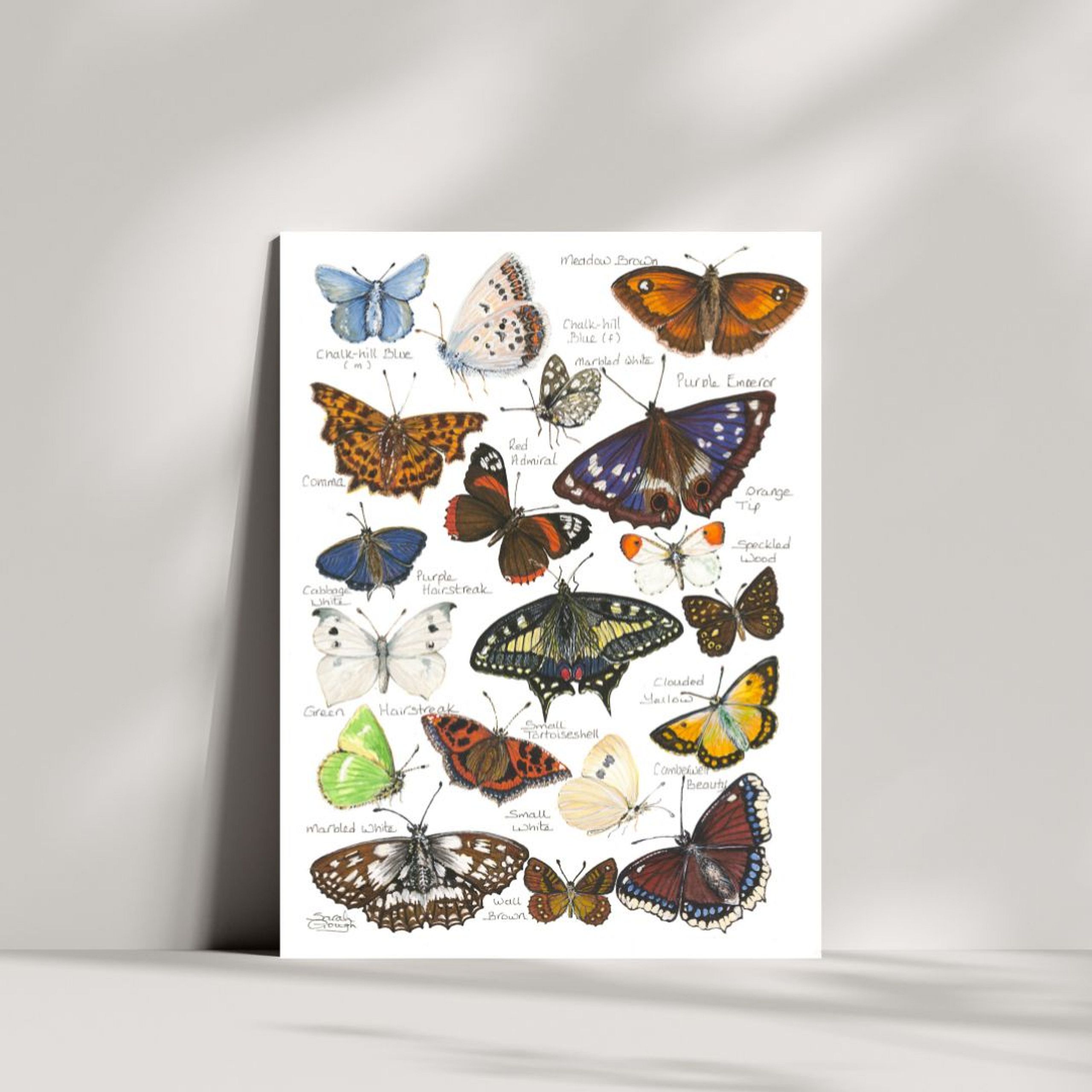 FINE ART PRINT Butterflies of Britain and Europe