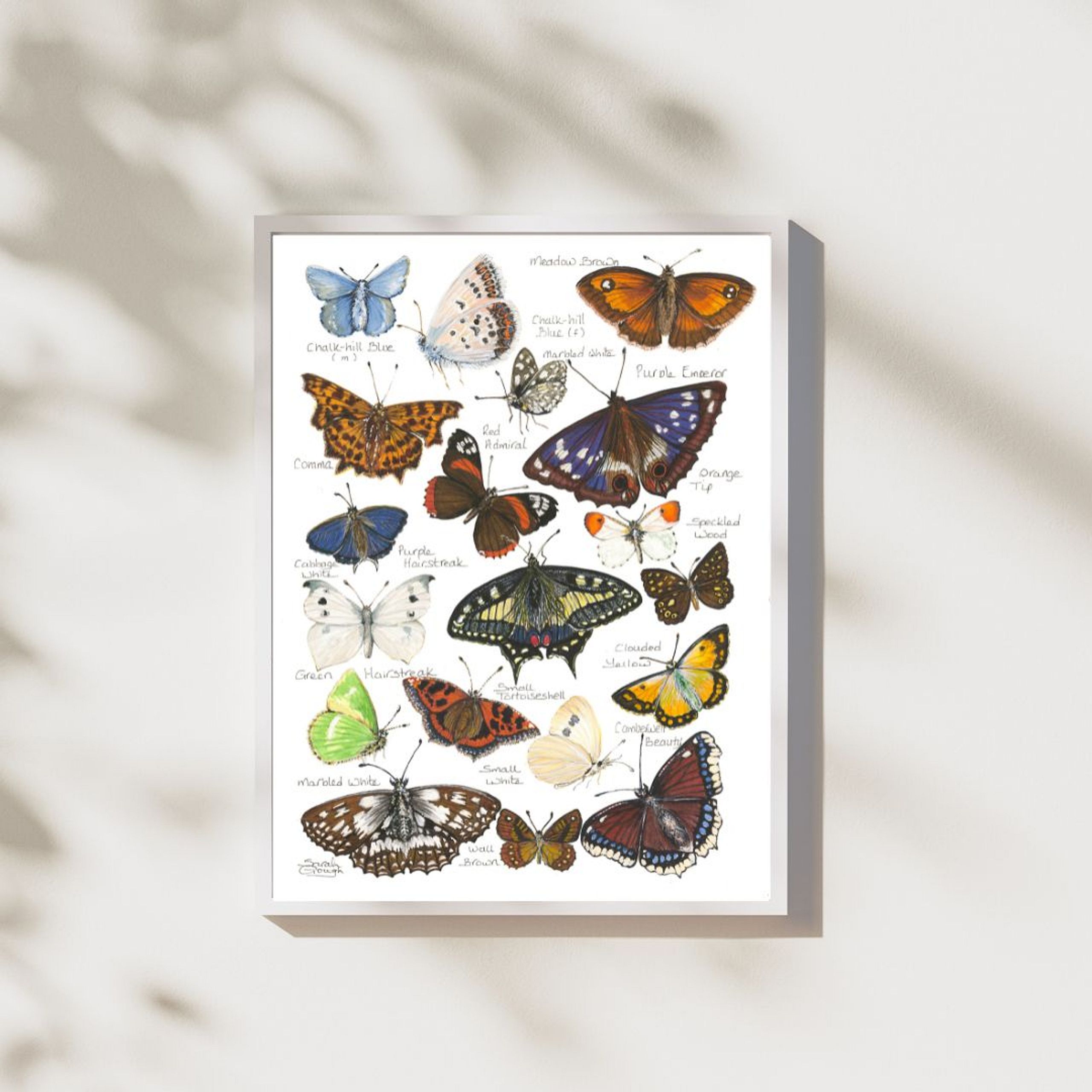 FINE ART PRINT Butterflies of Britain and Europe