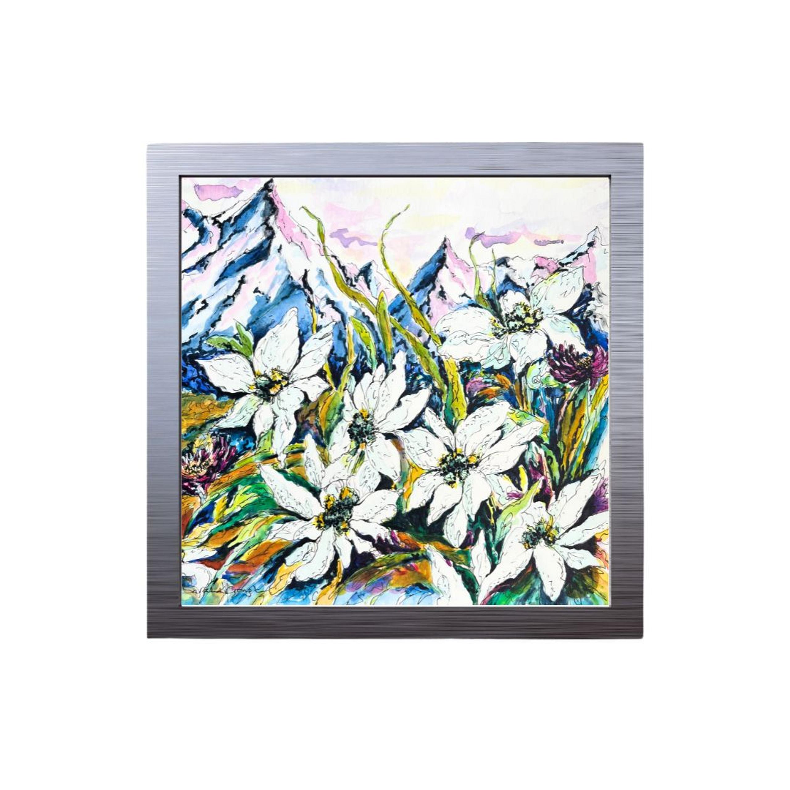 White Edelweiss Alpine Mountain Wild Flowers- Original Watercolour and Pen Illustration